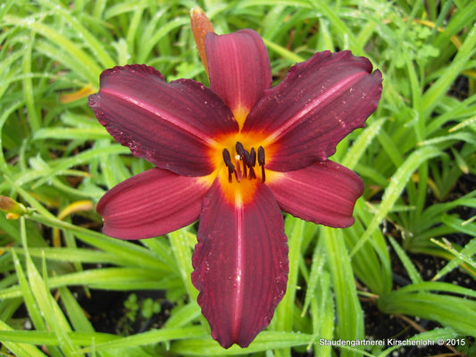 Hemerocallis 'Prophet'