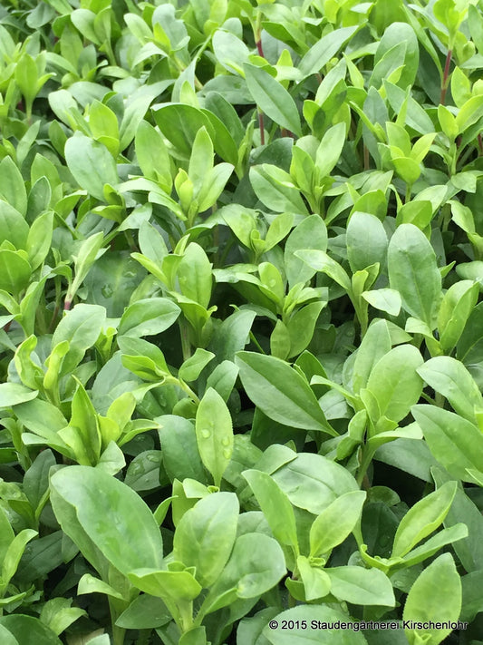 Saponaria ocymoides 'Snow Tip'