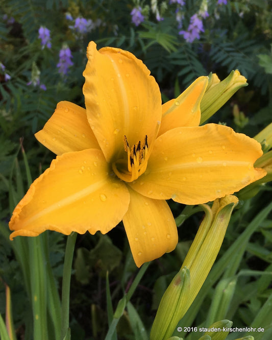 Hemerocallis 'Palatina Golden Curls'