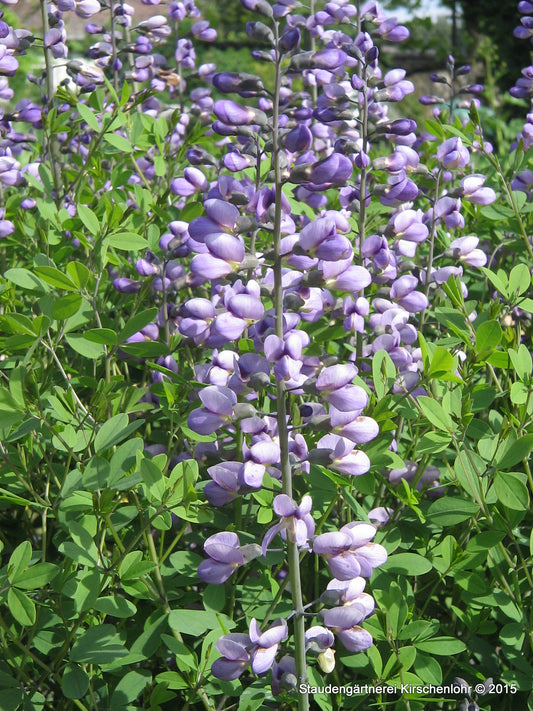 Baptisia 'Purple Smoke'