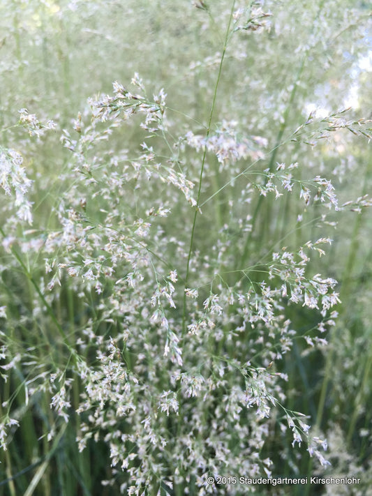 Deschampsia cespitosa 'Goldtau'