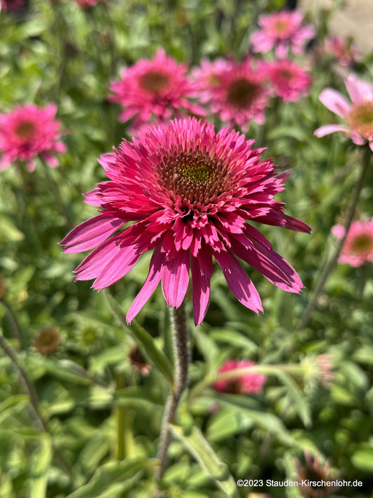 Echinacea 'Southern Belle' ®