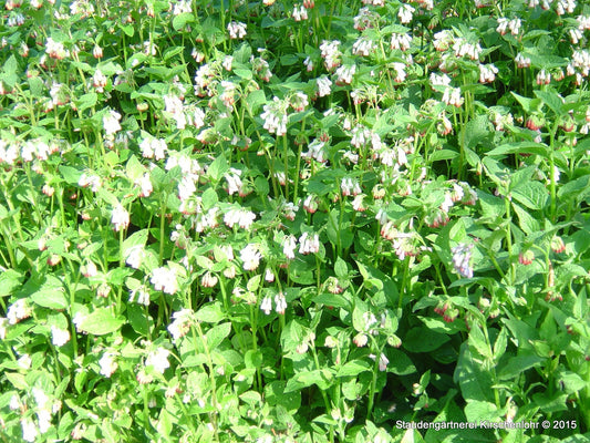 Symphytum grandiflorum 'Hidcote Blue'