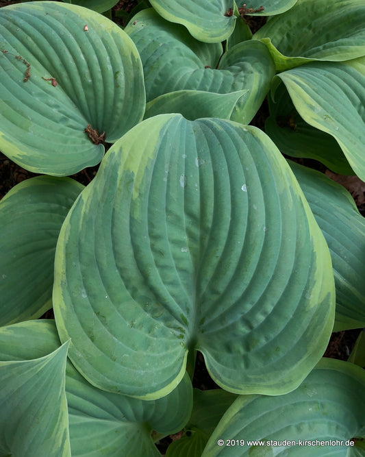 Hosta 'Blue Flame'
