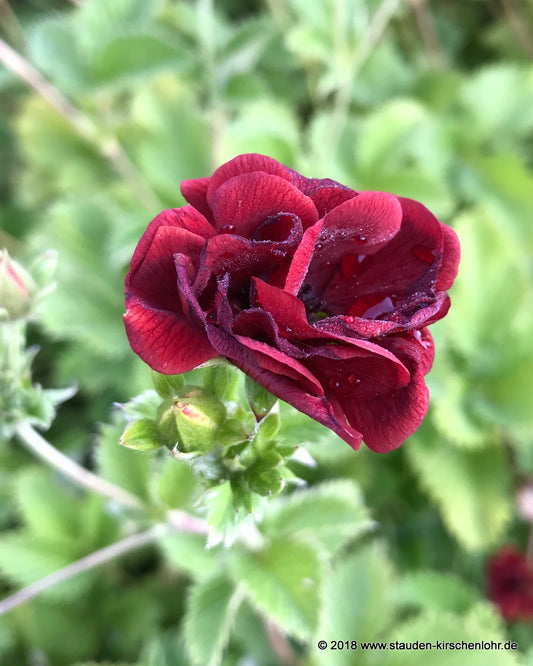Potentilla 'Flamboyant'