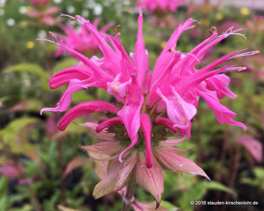 Monarda 'Melissa'