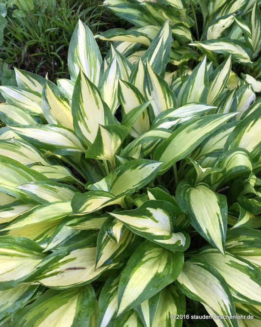 Hosta 'Cherry Berry'