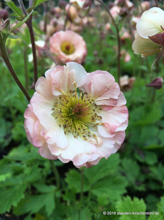 Geum 'Cocktail Cosmopolitan' ®