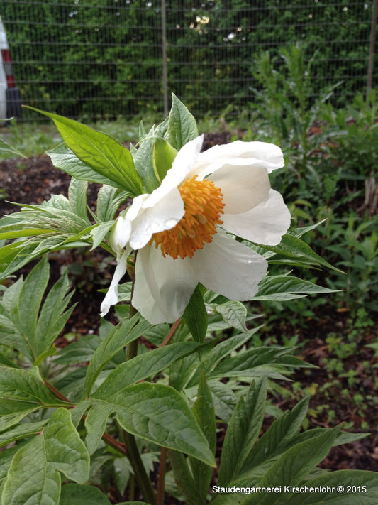 Paeonia 'Early Windflower'