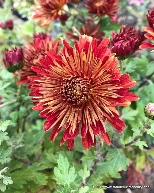 Chrysanthemum 'Brennpunkt'