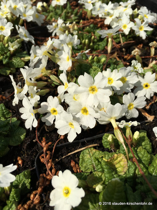 Primula (Pruhonicensis-Group) 'Schneewittchen'