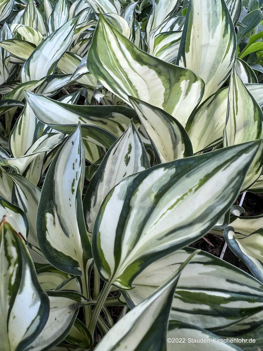 Hosta 'Fireworks' ®
