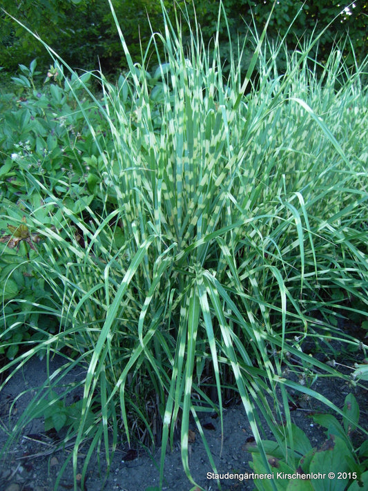 Miscanthus sinensis 'Gold Bar' ®