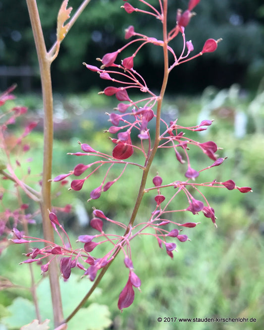 Macleaya x kewensis 'Spetchley Ruby'