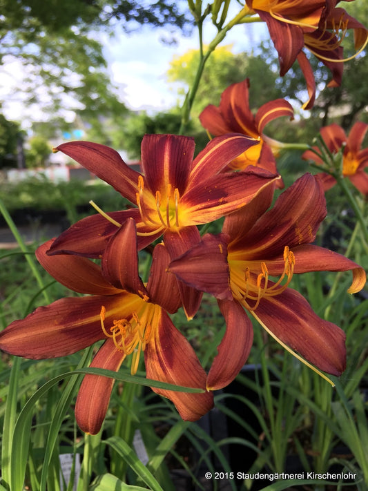 Hemerocallis 'Brunette'