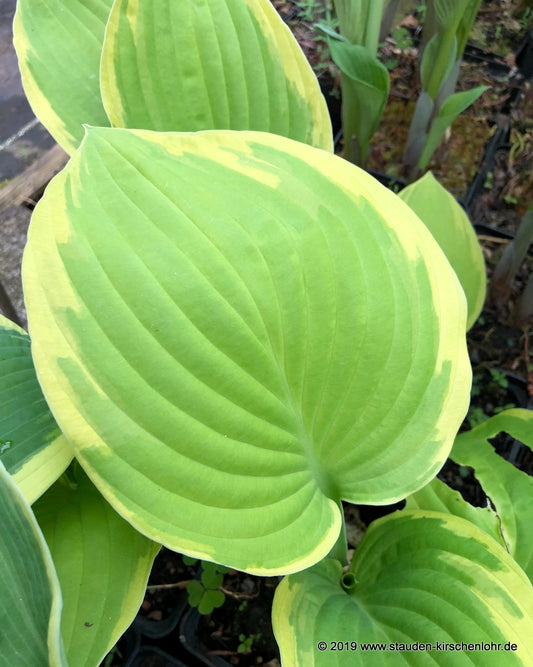 Hosta 'Zodiac'