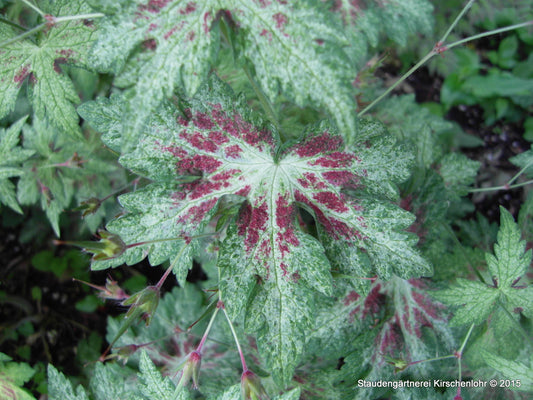 Geranium phaeum 'Springtime'