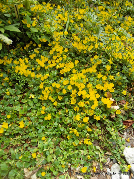Lysimachia nummularia