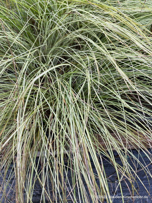 Carex sabynensis 'Thinny Thin'