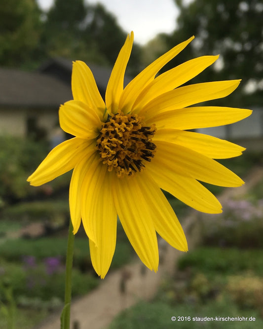 Helianthus orgyalis