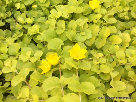 Lysimachia nummularia 'Aurea'