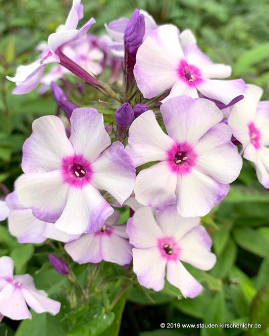 Phlox paniculata 'Soluschka'