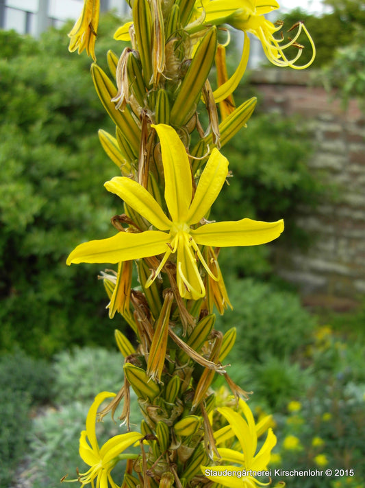Asphodeline liburnica