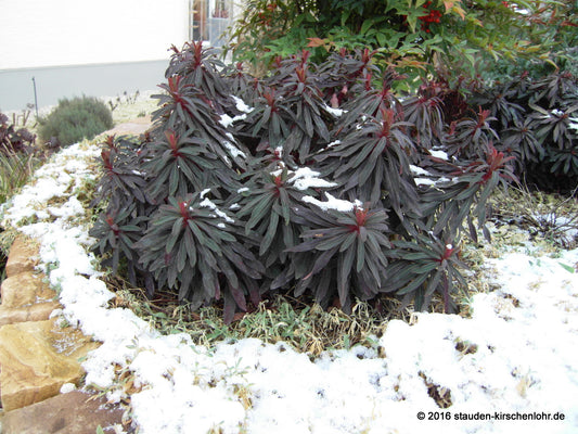 Euphorbia amygdaloides 'Purpurea'