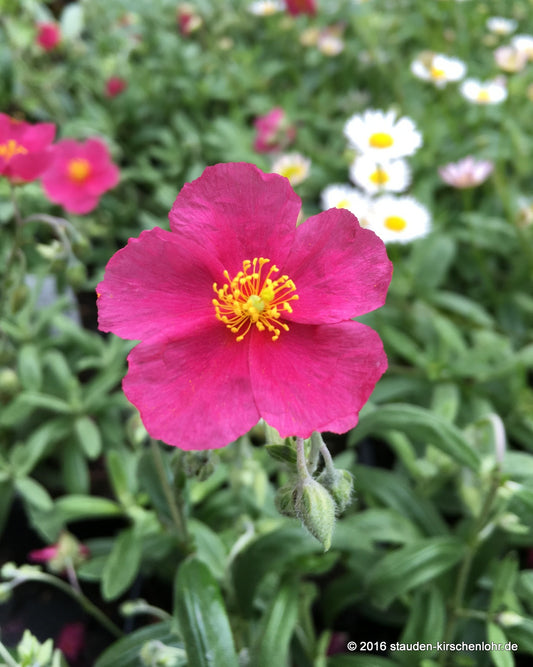 Helianthemum 'Beech Park Red'