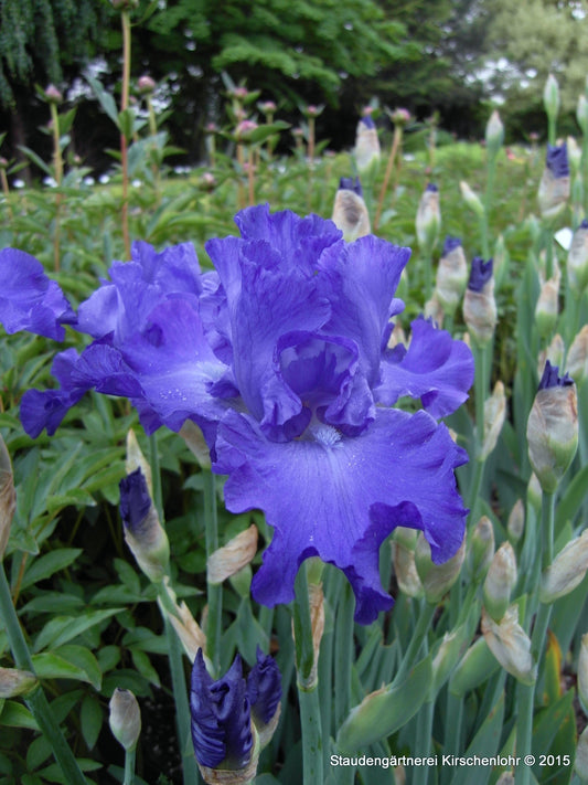 Iris barbata-elatior 'Mer du Sud'
