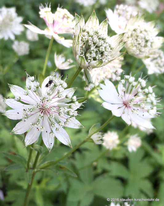 Astrantia major 'Snow Star'