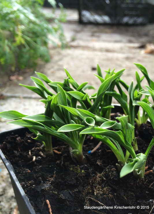 Hosta 'Tears of Joy'
