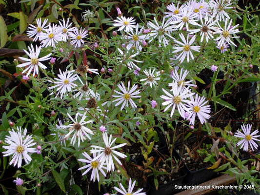 Aster pyrenaeus 'Lutetia'