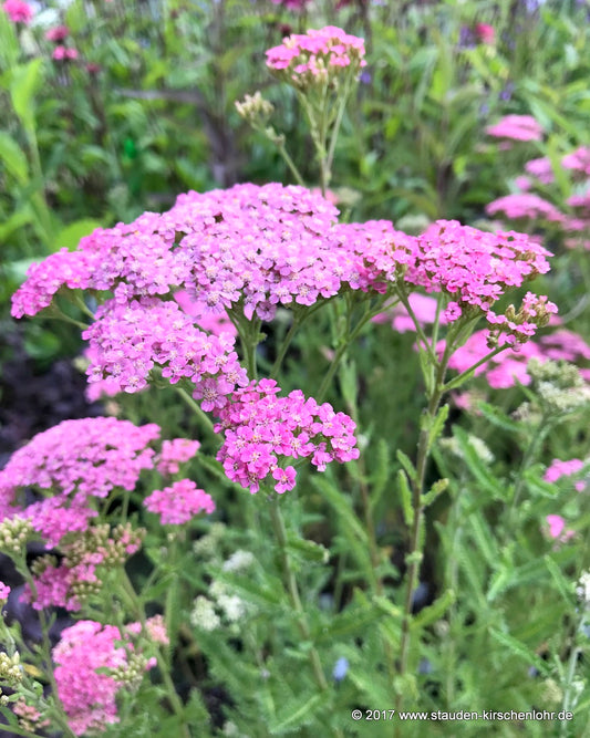 Achillea 'Little Susie' ®