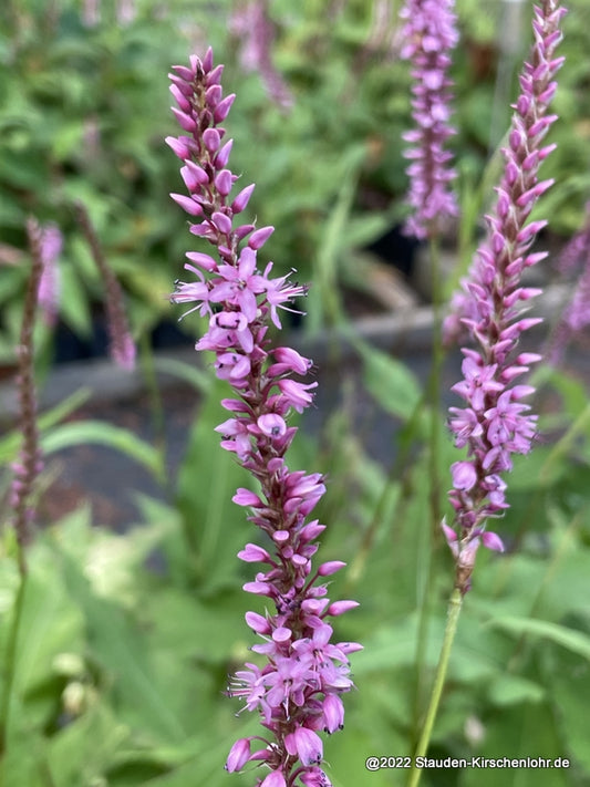 Bistorta amplexicaulis 'Rowden Gem'