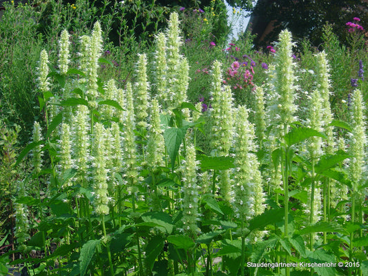 Agastache 'Alabaster'