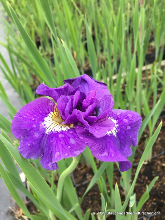 Iris sibirica 'Double Standards'