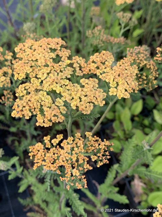 Achillea 'Hannelore Pahl'