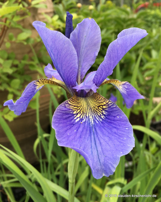 Iris sibirica 'My Love'