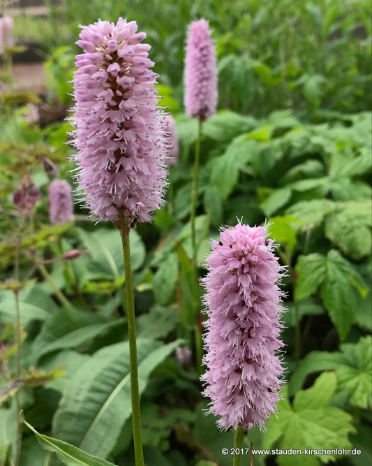 Bistorta officinalis ssp. officinalis 'Superbum'