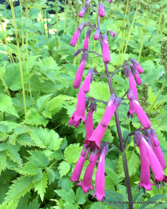 Phygelius x rectus 'Sensation'