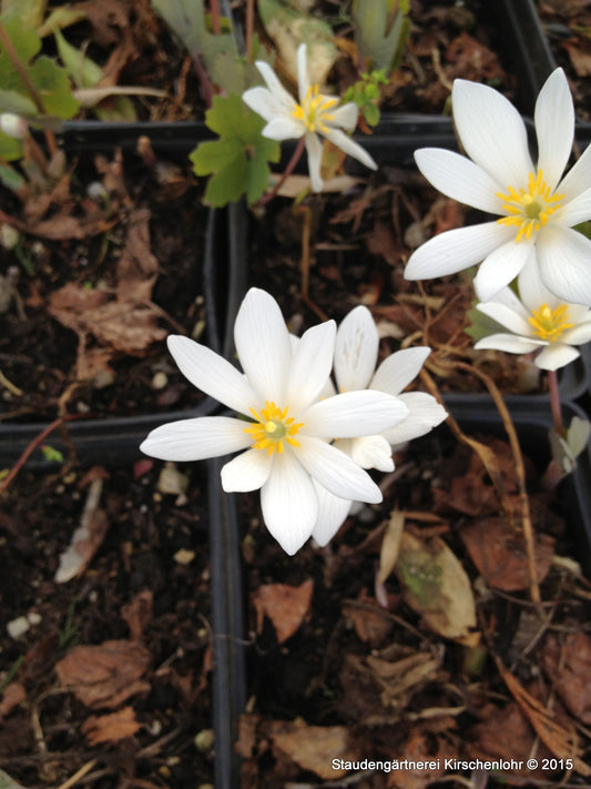 Sanguinaria canadensis