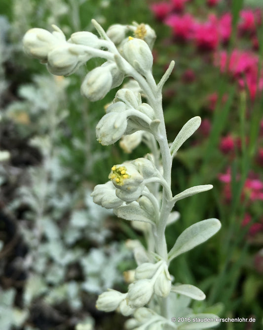 Artemisia stelleriana 'Mori' ('Boughton Silver')