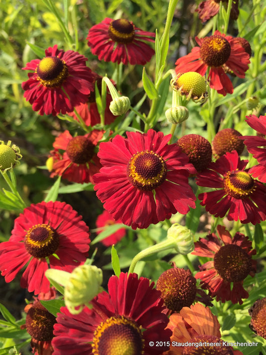 Helenium 'Schokoladenkönigin'