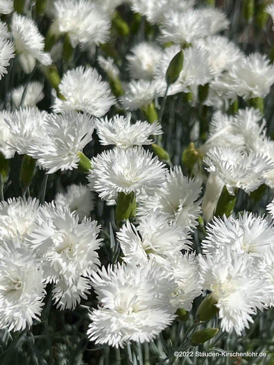 Dianthus gratianopolitanus 'Ohrid'