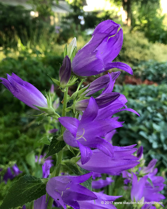 Campanula latifolia var. macrantha