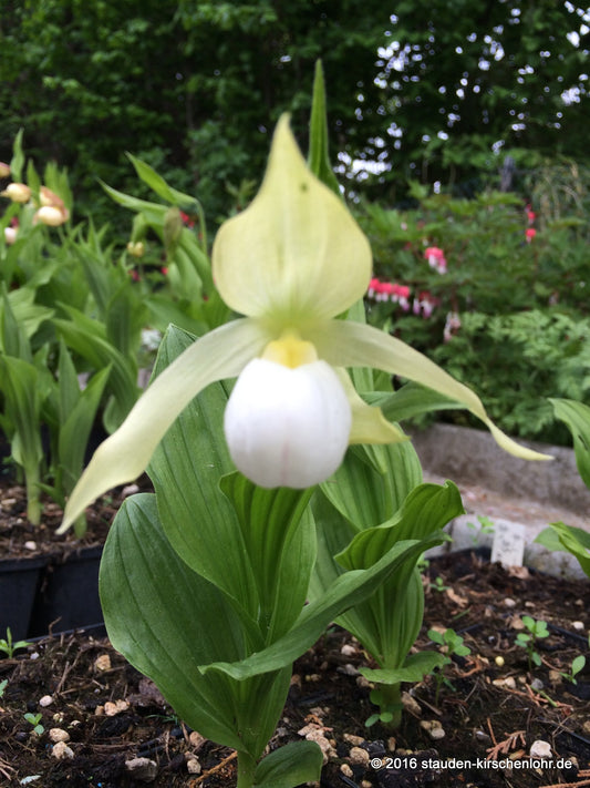 Cypripedium 'Birgit Pastell' NIS