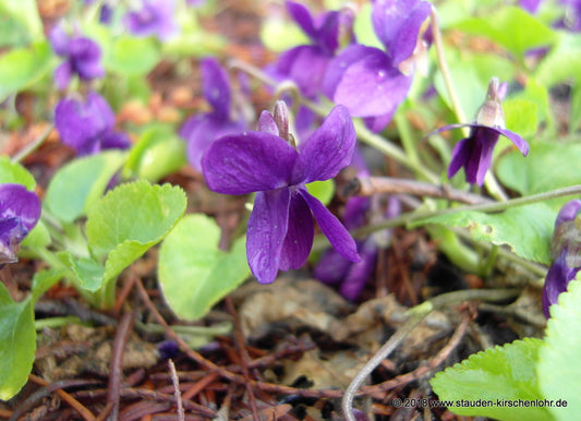 Viola odorata 'Baronne Alice de Rothschild'