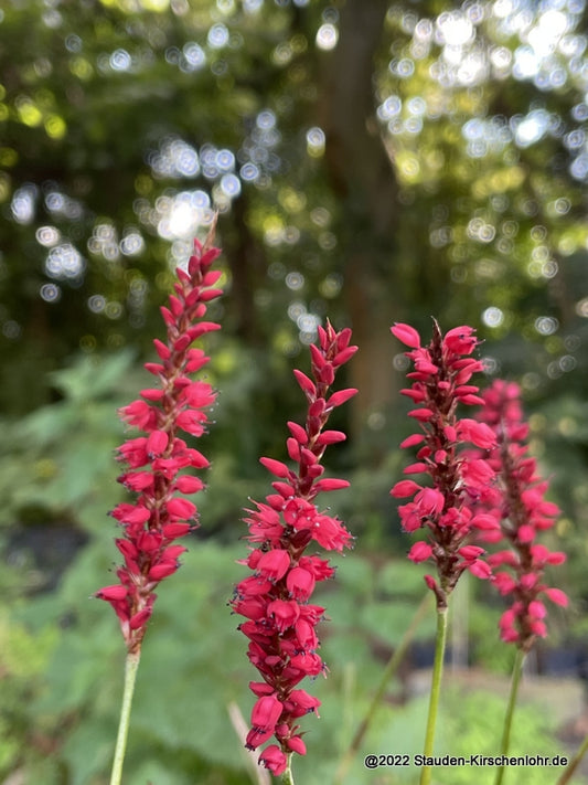 Bistorta amplexicaulis 'Anna's Choice' ®