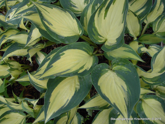 Hosta 'Extasy' ®